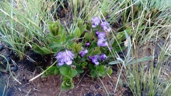 Rotheca hirsuta