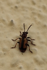 Crioceris paracenthesis