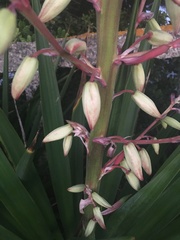 Yucca flaccida