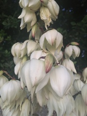 Yucca flaccida