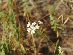 Apiaceae