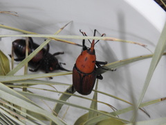 Rhynchophorus ferrugineus