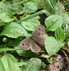 Ypthima multistriata