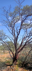 Acacia grasbyi