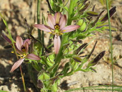 Wachendorfia multiflora