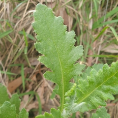 Senecio glomeratus