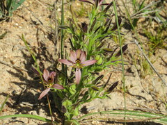 Wachendorfia multiflora