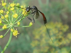 Gasteruption jaculator