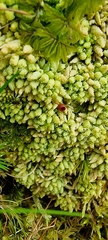 Sphagnum