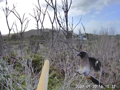 Dendrocitta formosae formosae