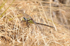 Ophiogomphus bison