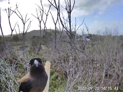 Dendrocitta formosae formosae