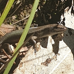 Lampropholis