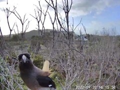 Dendrocitta formosae formosae