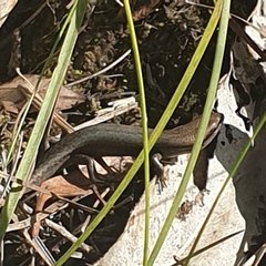 Lampropholis