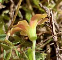 Oxalis perennans