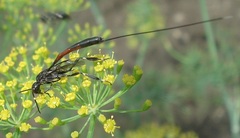 Gasteruption jaculator