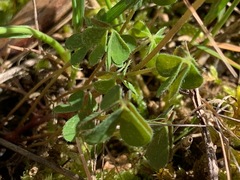 Oxalis perennans