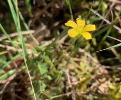 Oxalis perennans
