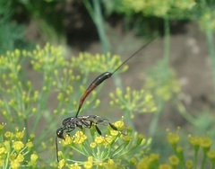 Gasteruption jaculator