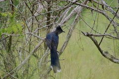 Clamator levaillantii