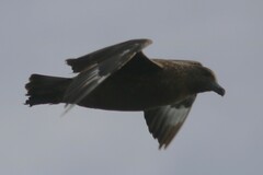 Stercorarius antarcticus