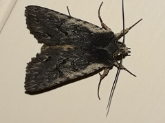 Meterana alcyone