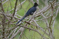 Clamator levaillantii