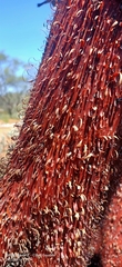 Acacia grasbyi