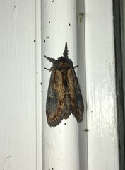 Notodonta scitipennis