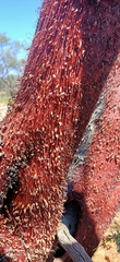 Acacia grasbyi