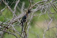 Clamator levaillantii