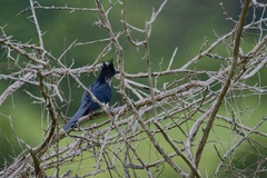 Clamator levaillantii