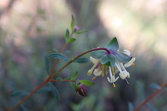 Pimelea linifolia