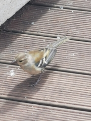 Fringilla coelebs moreletti