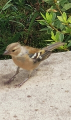 Fringilla coelebs moreletti