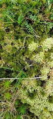 Hymenophyllum wilsonii