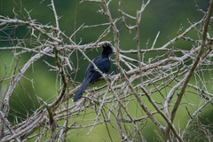 Clamator levaillantii