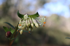 Pimelea linifolia