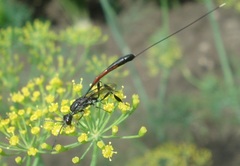 Gasteruption jaculator