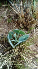Senecio oxyriifolius