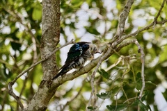 Chrysococcyx caprius