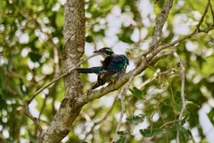 Chrysococcyx caprius