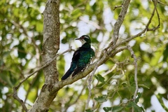 Chrysococcyx caprius