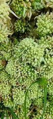 Sphagnum