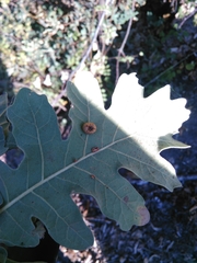 Neuroterus anthracinus