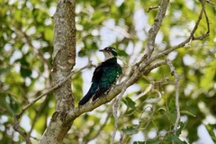 Chrysococcyx caprius