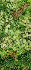 Sphagnum