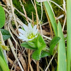 Cerastium fontanum