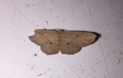 Cyclophora myrtaria